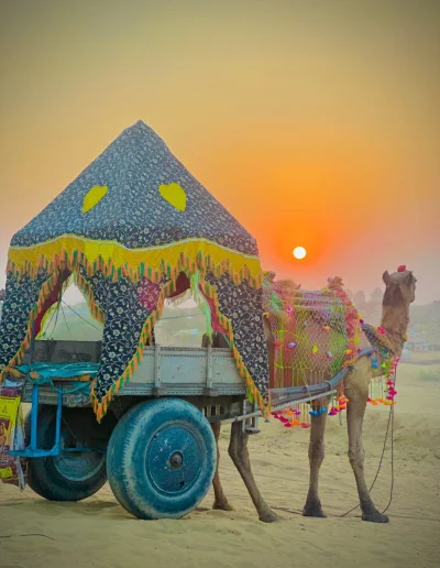 camel cart safari in pushkar