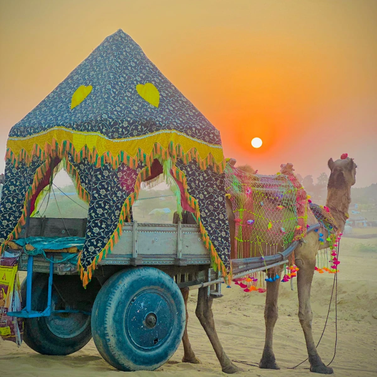 Camel Safari Pushkar